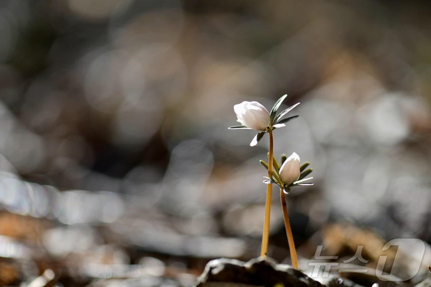 본문 이미지 - 내장산국립공원에 개화한 변산바람꽃.(내장산국립공원 제공. 재판매 및 DB금지)