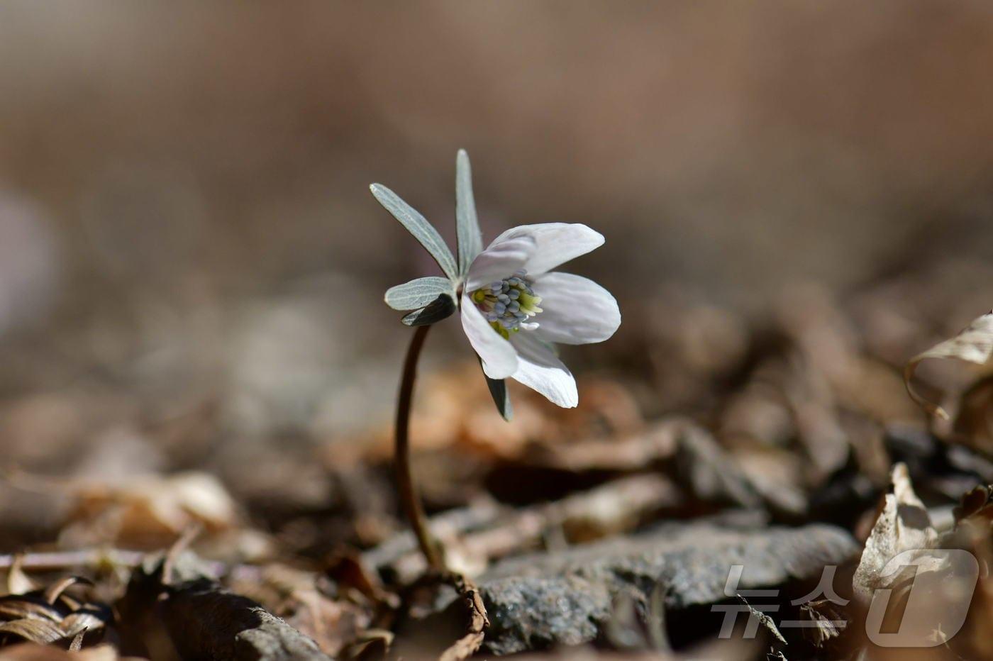 본문 이미지 - 지난 3일 변산바람꽃이 내장산국립공원에서 개화했다. 한국 특산종 변산바람꽃은 매년 2월 중순 꽃망울을 터트리며 가장 먼저 봄 소식을 알리는 야생화 중 하나다.(내장산국립공원 제공, 재판매 및 DB금지)2026.3.3 ⓒ 뉴스1 김동규 기자