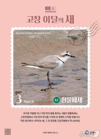 본문 이미지 - 전북 고창군이 3월 이달의 새로 '흰물떼새'를 선정했다.(고창군 제공. 재판매 및 DB금지)