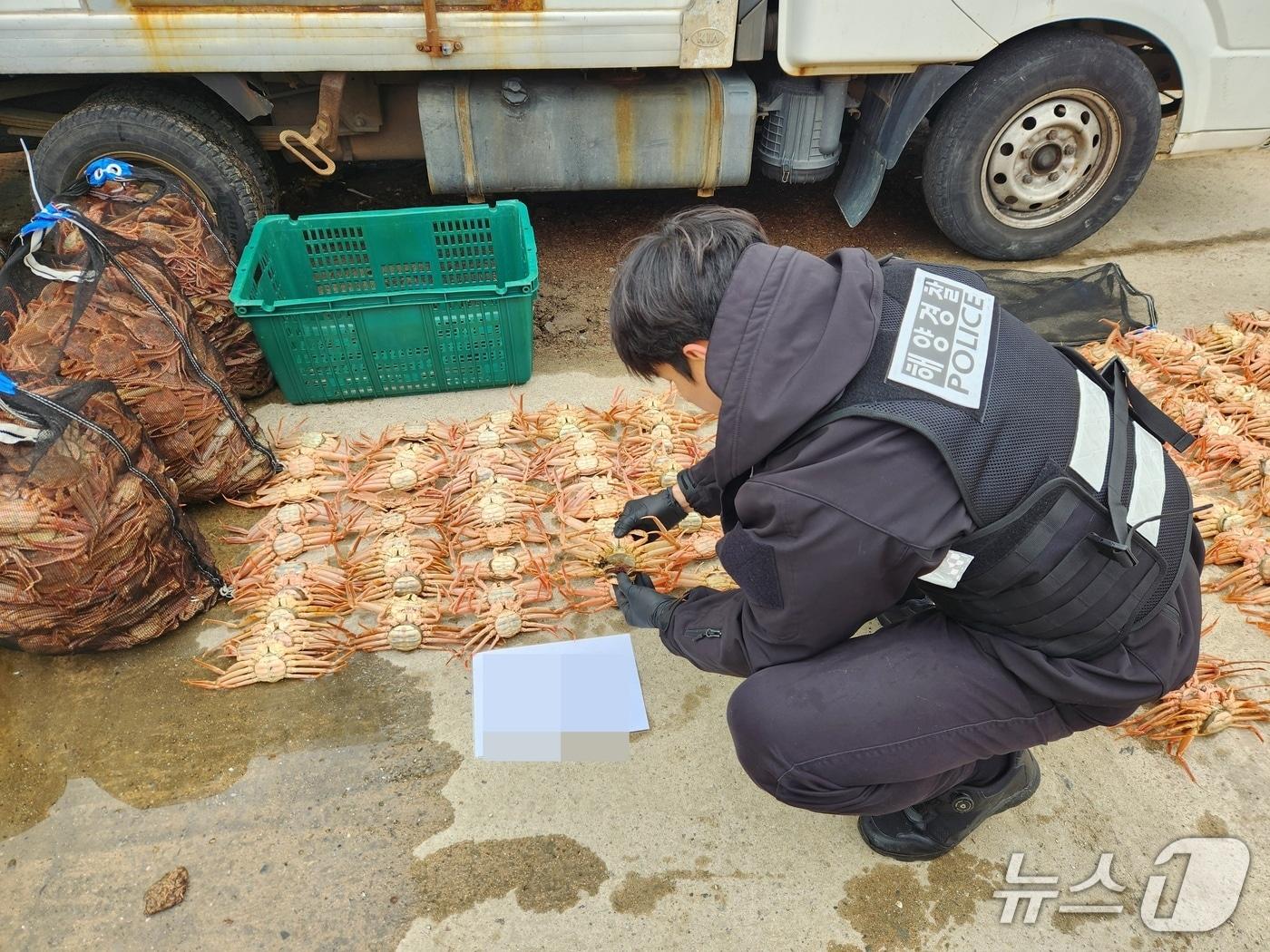 본문 이미지 - 3일 경북 포항해양경찰서는 연중 포획이 금지된 암컷 대게 2000여 마리를 불법으로 보관한 60대 수산물 유통업자 A씨를 수산자원관리법 위반 협의로 입건하고 수족관에 보관 중이던 엄컷 대게를 압수하고 있다. (포항해양경찰서제공, 재판매 및 DB금지) 2026.3.3/뉴스1