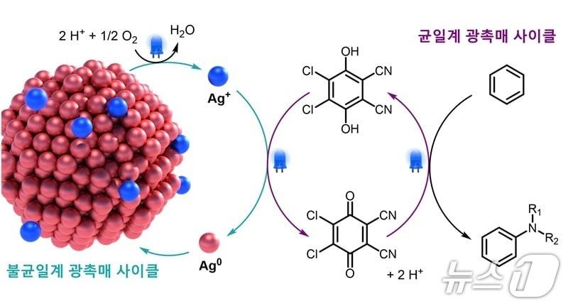 본문 이미지 - 불균일계-균일계 융합 광촉매 시스템의 작동 모식도. (KAIST 제공. 재판매 및 DB금지) 2026.3.30/뉴스1