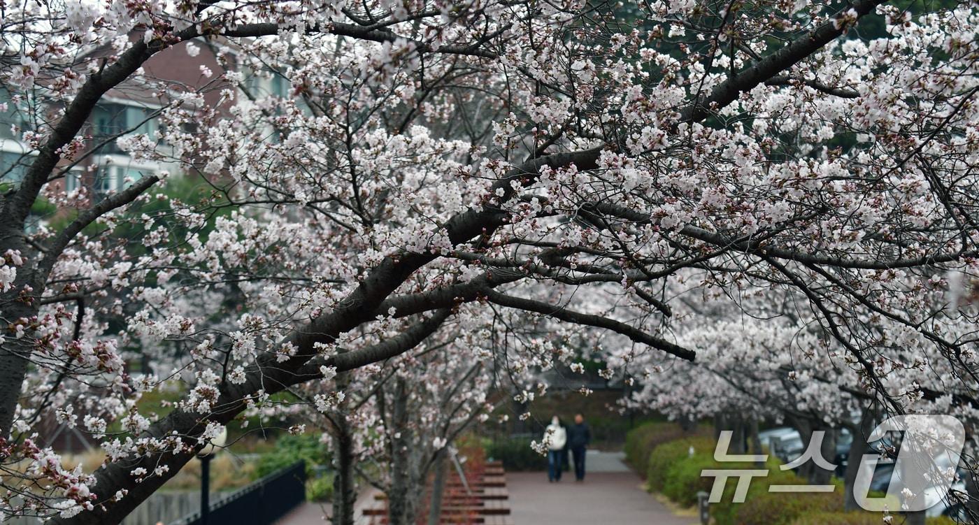 본문 이미지 - 30일 경북 포항시 남구 지곡동 영일대호수공원 주변이 만개한 벚꽃으로 뒤덮혔다. 2026.3.30 ⓒ 뉴스1 최창호 기자