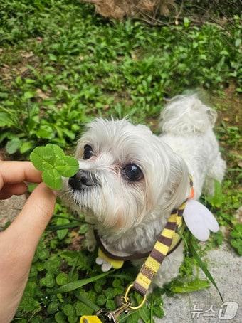 본문 이미지 - 경기 성남시가 반려동물 의료서비스 지원사업을 확대 시행한다.(성남시 제공. 재판매 및 DB금지)/뉴스1