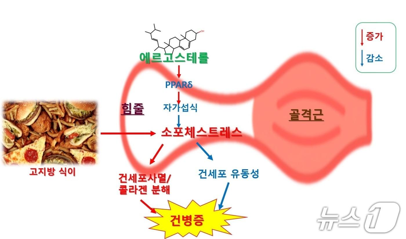 본문 이미지 - 에르고스테롤의 건병증 억제 효과(산림청 국립산림과학원 제공.재판매 및 DB금지)/뉴스1