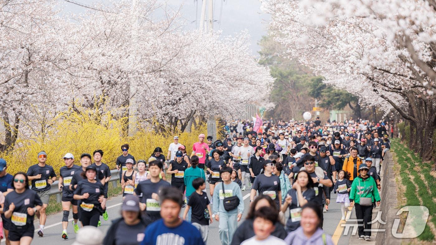 본문 이미지 - '제25회 합천벚꽃마라톤대회' 장면(합천군 제공. 재판매 및 DB금지). 2026.3.29