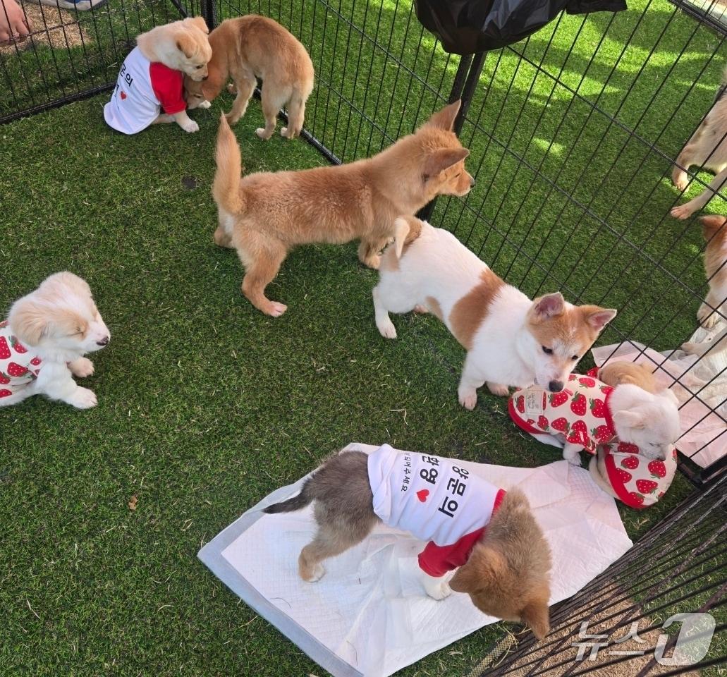 본문 이미지 - 논산 딸기 축제 기간 운영된 '찾아가는 반려동물 입양홍보센터'(논산시 제공.재판매 및 DB금지)/뉴스1