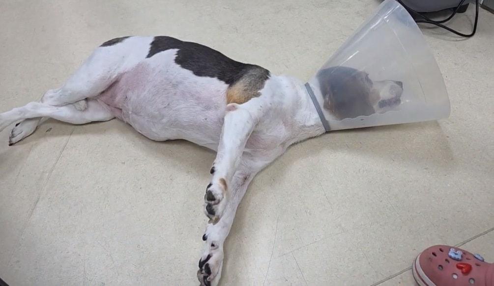 본문 이미지 - 목 통증을 보이다 갑자기 사지마비 증상을 보인 비글(본동물의료센터 제공) ⓒ 뉴스1