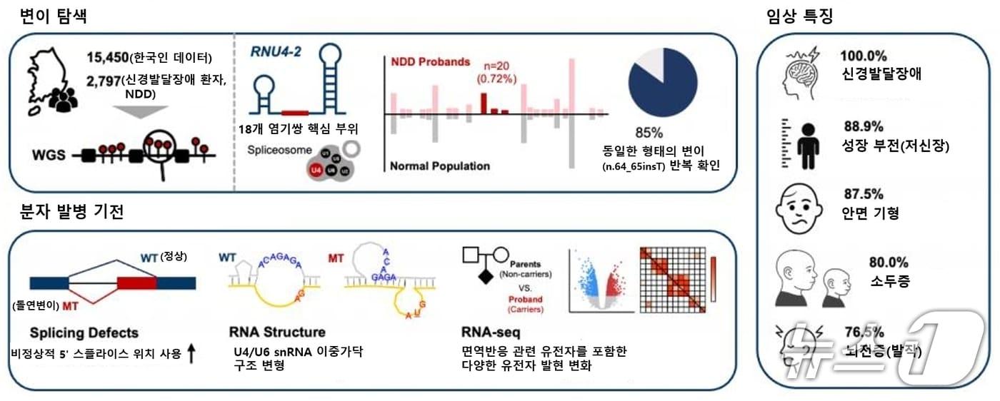 본문 이미지 - 국내 연구팀이 유전체 데이터 분석으로 그동안 원인을 찾지 못했던 '미규명 소아 신경발달장애'의 실마리를 풀었다. 질환을 일으키는 핵심 원인을 찾아내고 환자들의 구체적인 임상 특징을 확인했다. 사진은 한국인 미규명 신경발달장애 원인 유전자(RNU4-2)의 변이 탐색, 임상 특징 및 분자 발병 기전 요약도.(서울대병원 제공)