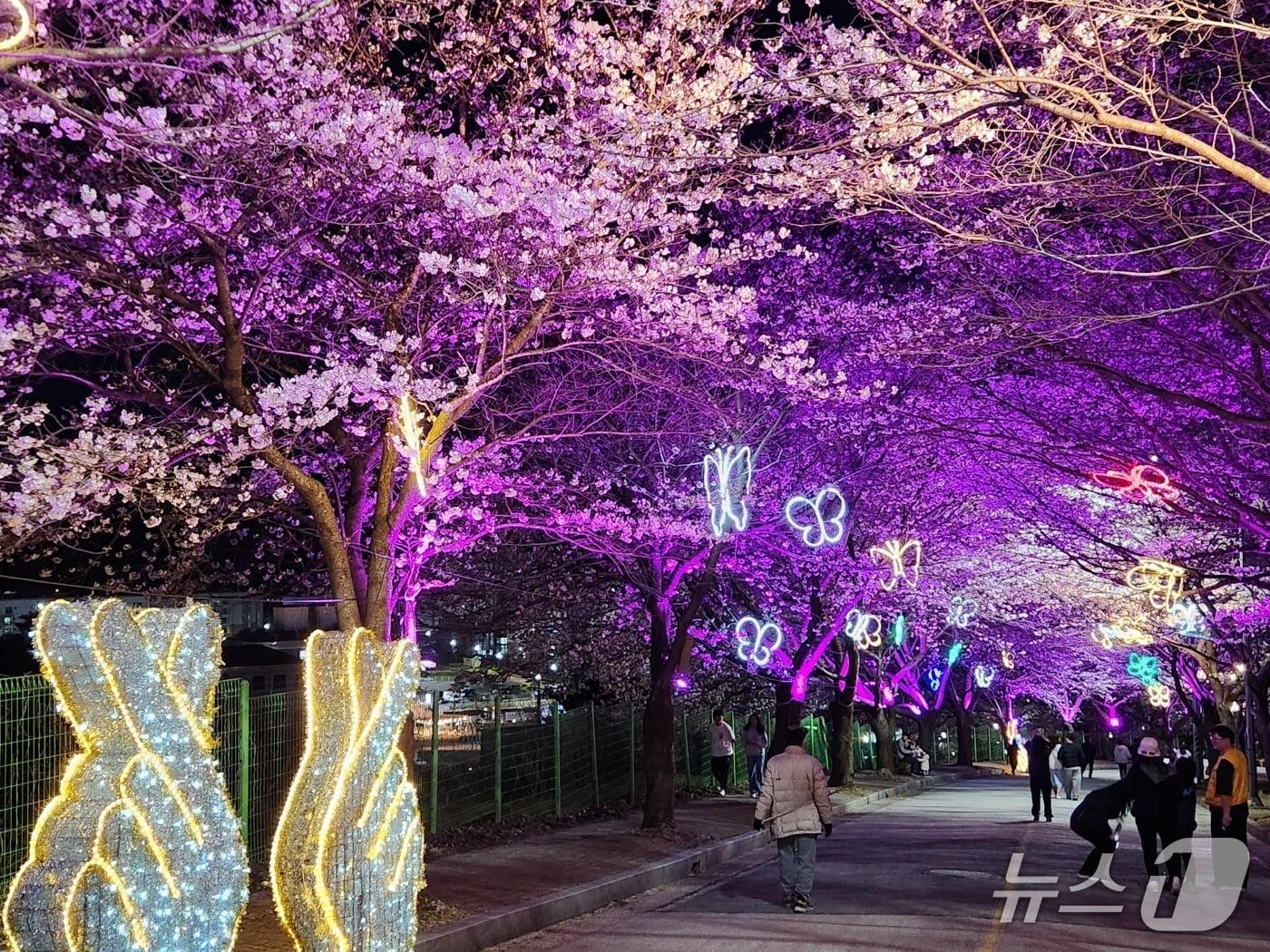 본문 이미지 - 고창 벚꽃축제 야간경관(고창군 제공. 재판매 및 DB금지)