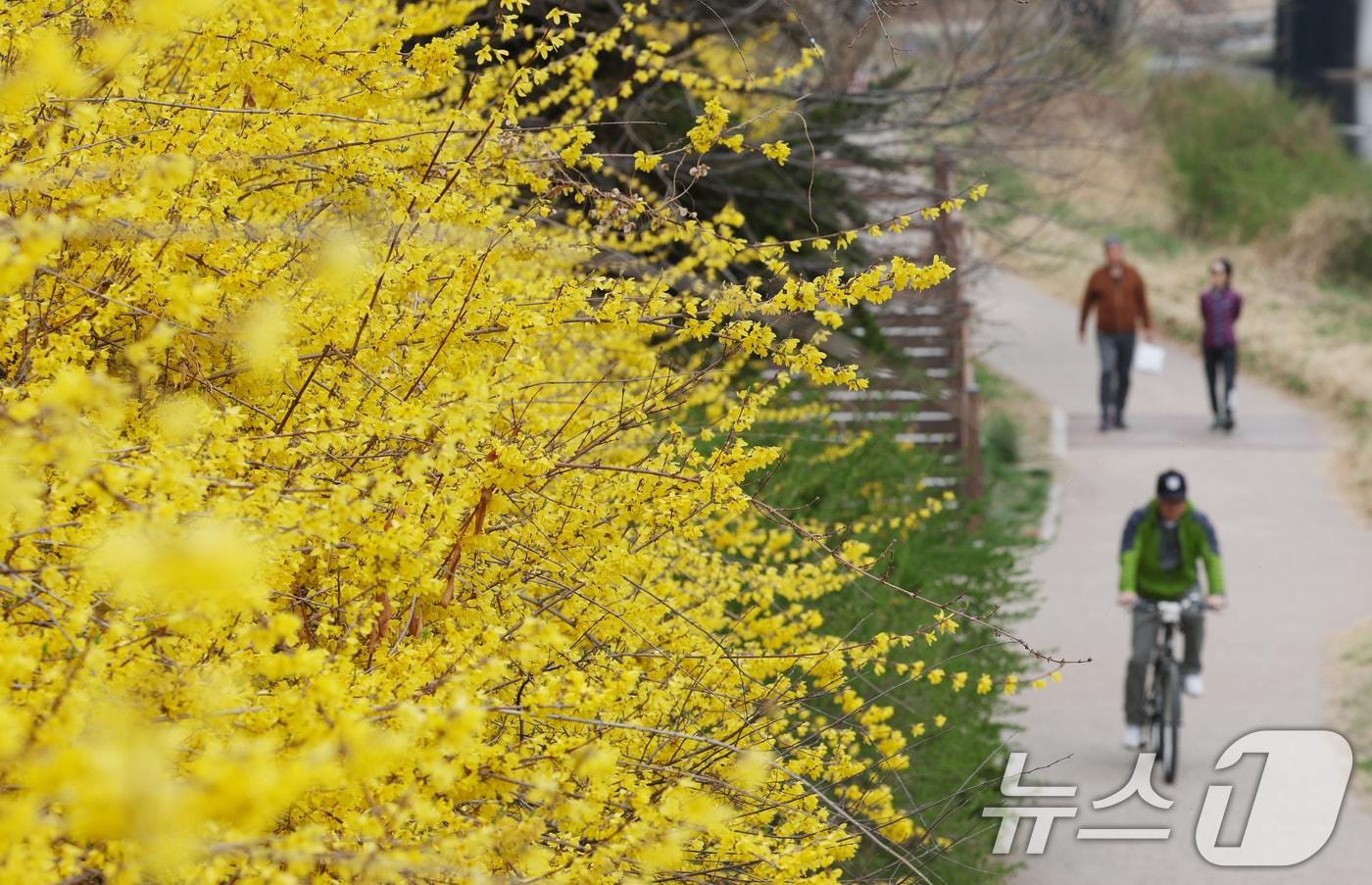 본문 이미지 - 시민들이 활짝 핀 개나리꽃을 감상하며 봄산책을 하고 있다. ⓒ 뉴스1