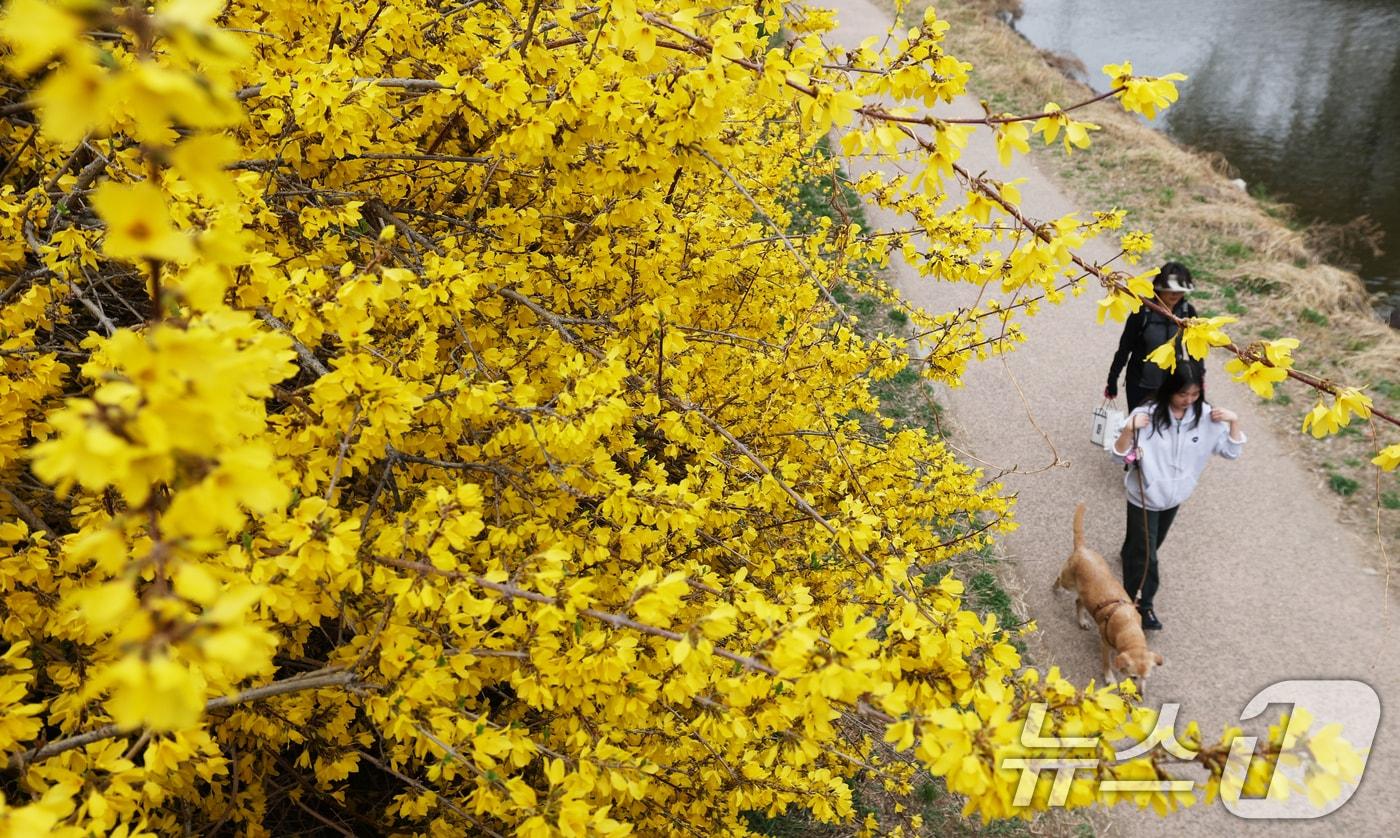 본문 이미지 - 낮 최고 기온이 20도 안팎까지 오르며 완연한 봄 날씨를 보인 30일 경기 수원시 영통구 원천리천에서 시민들이 활짝 핀 개나리꽃을 감상하며 봄산책을 하고 있다. 2026.3.30 ⓒ 뉴스1 김영운 기자