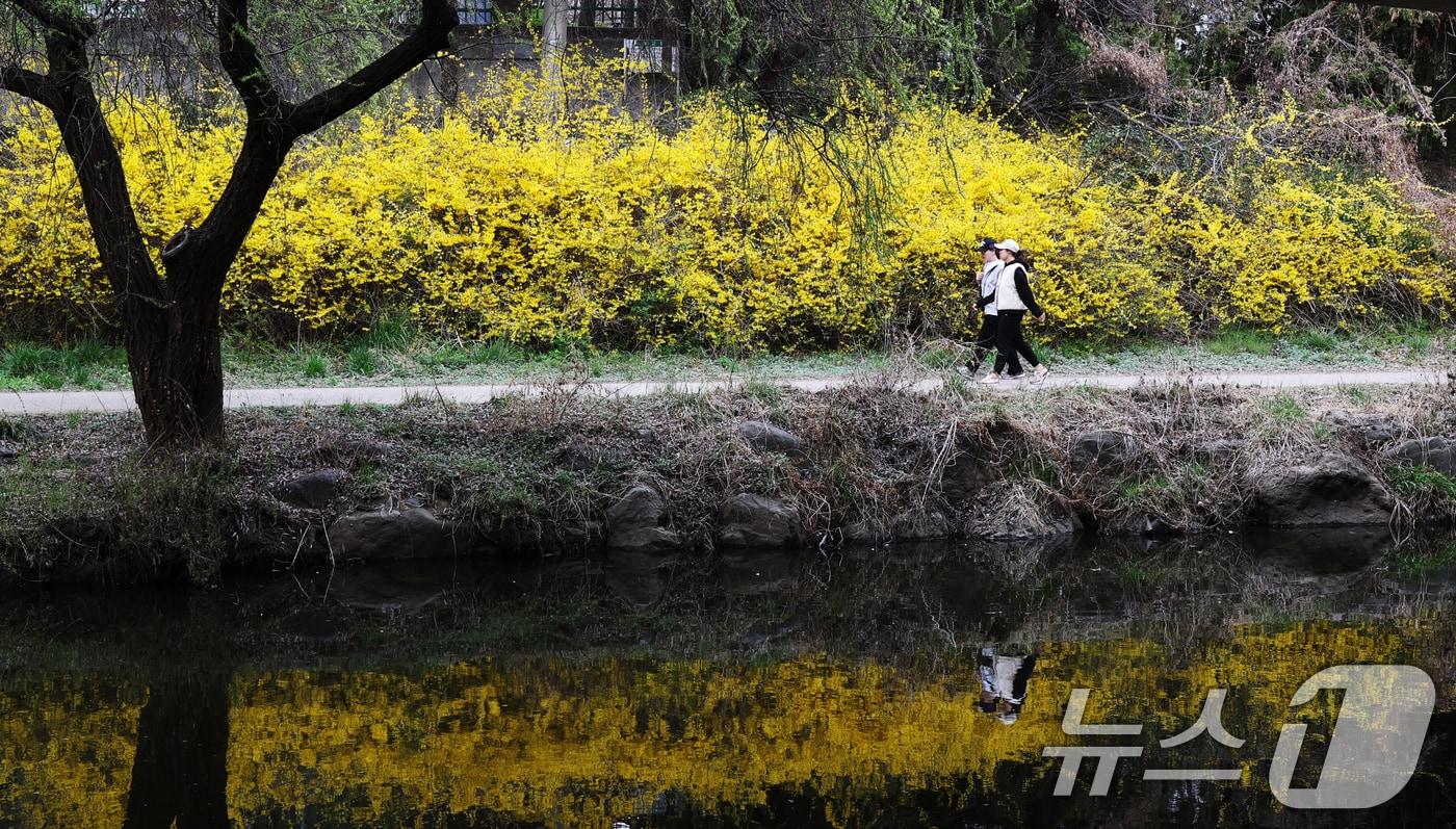 본문 이미지 - 낮 최고 기온이 20도 안팎까지 오르며 완연한 봄 날씨를 보인 30일 경기 수원시 영통구 원천리천에서 시민들이 활짝 핀 개나리꽃을 감상하며 봄산책을 하고 있다. 2026.3.30 ⓒ 뉴스1 김영운 기자
