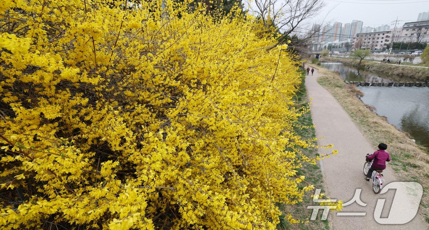 본문 이미지 - 낮 최고 기온이 20도 안팎까지 오르며 완연한 봄 날씨를 보인 30일 경기 수원시 영통구 원천리천에서 시민들이 활짝 핀 개나리꽃을 감상하며 봄산책을 하고 있다. 2026.3.30 ⓒ 뉴스1 김영운 기자