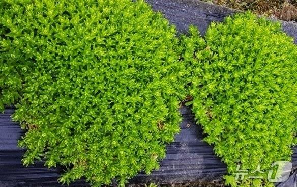 본문 이미지 - 돌나물. 사진은 기사 내용과 무관함. ⓒ News1