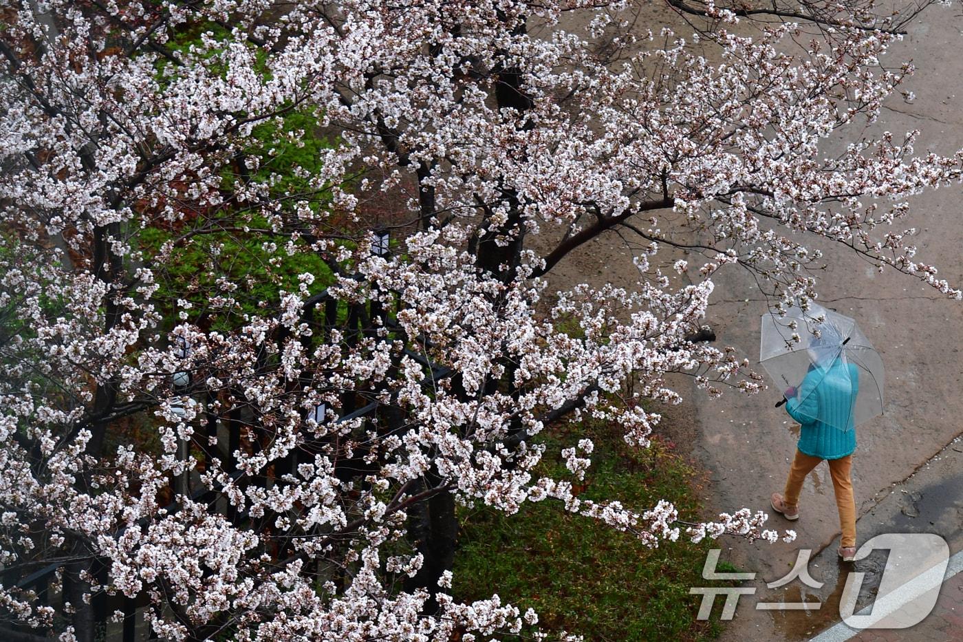 본문 이미지 - 봄비가 내리는 31일 오전 경북 포항시청사 옆 산책로에서 우산을 든 시민이 걸어가고 있다. ⓒ 뉴스1 최창호 기자