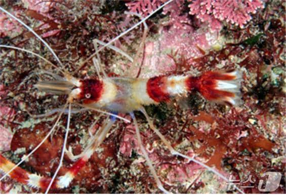 본문 이미지 - 청소새우(출처: MBRIS)