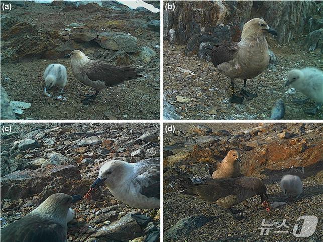 본문 이미지 - 케이프 뫼비우스에서 설치된 모니터링 카메라에 포착된 남극도둑갈매기의 새끼 먹이 전달 장면. 어류(a, b), 펭귄(c), 물범 내장(d)(극지연구소 제공)