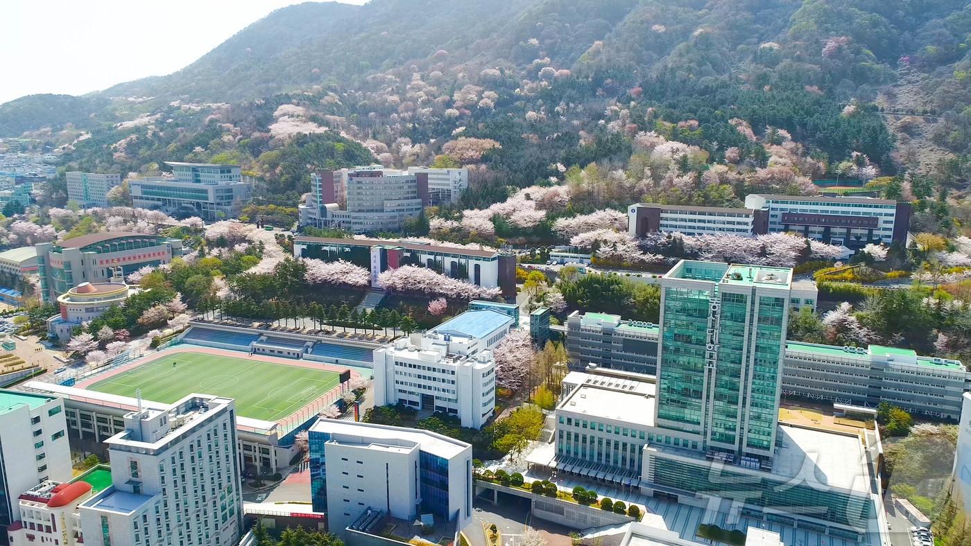 본문 이미지 - 동서대학교 주례캠퍼스 전경. (동서대 제공. 재판매 및 DB 금지) 