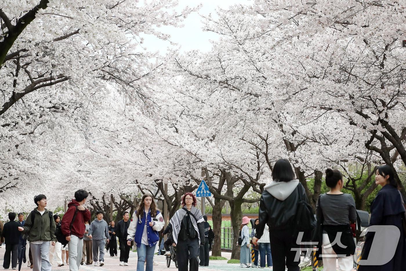 본문 이미지 - 1일 대구와 경북지역은 대체로 흐림다 가끔 비가 내리겠다. 3월31일 대구 북구 경북대학교에서 열린 '개교 80주년 기념 벚꽃 거리 축제'를 찾은 학생과 지역 주민들이 일청담 주변에 활짝 핀 벚꽃을 감상하며 걷고 있다. 2026.3.31 ⓒ 뉴스1 공정식 기자