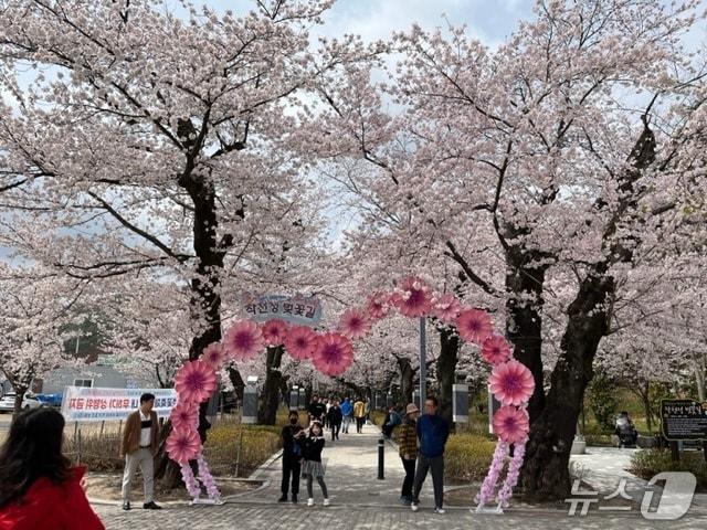본문 이미지 - 작천정 벚꽃길 모습. (울주군 제공. 재판매 및 DB 금지) /뉴스1