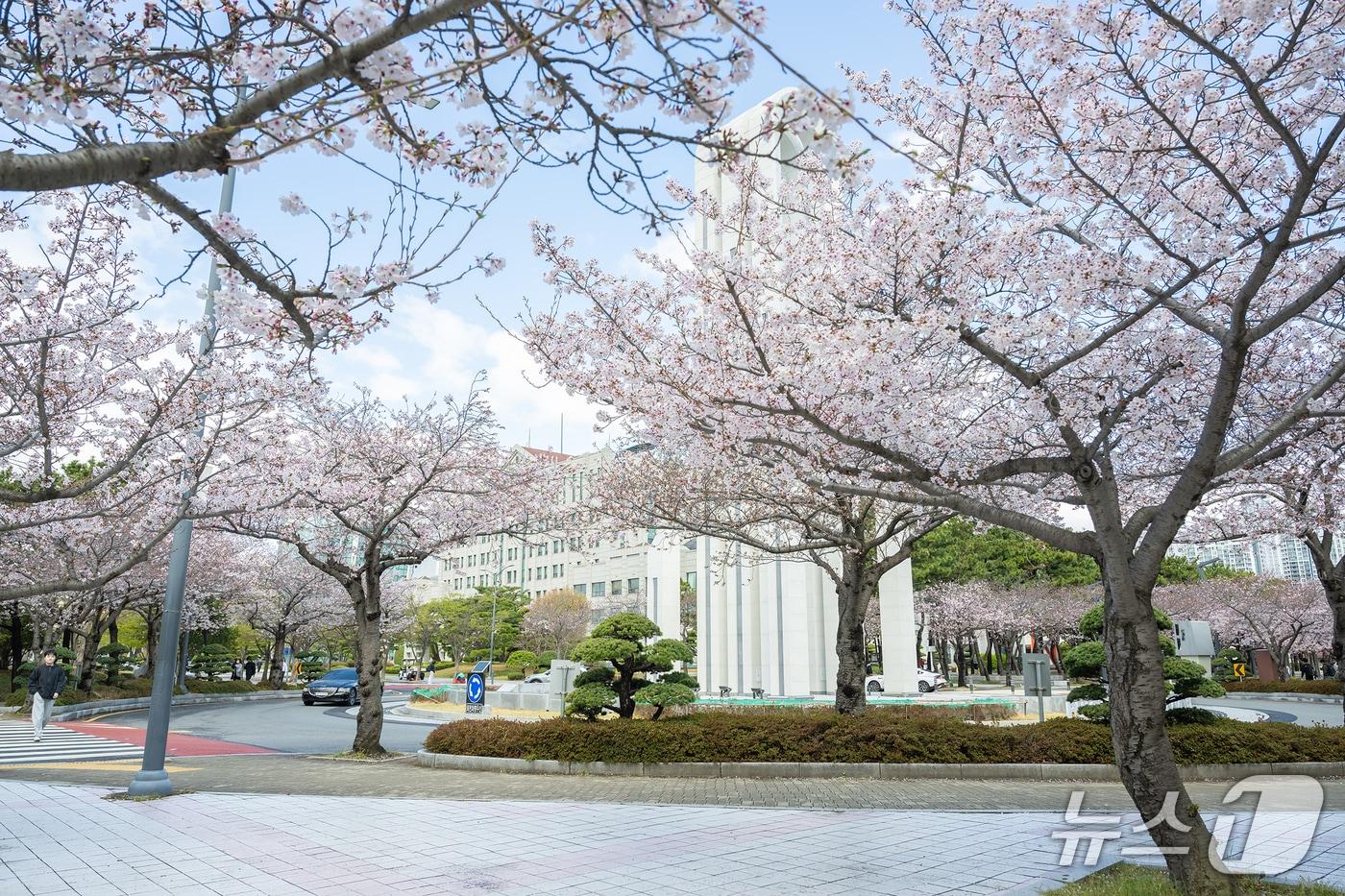 본문 이미지 - 31일 벚꽃축제 '핑크캠퍼스'를 앞두고 국립부경대학교 대연캠퍼스에 벚꽃이 펴 있다. (국립부경대 제공. 재판매 및 DB 금지)
