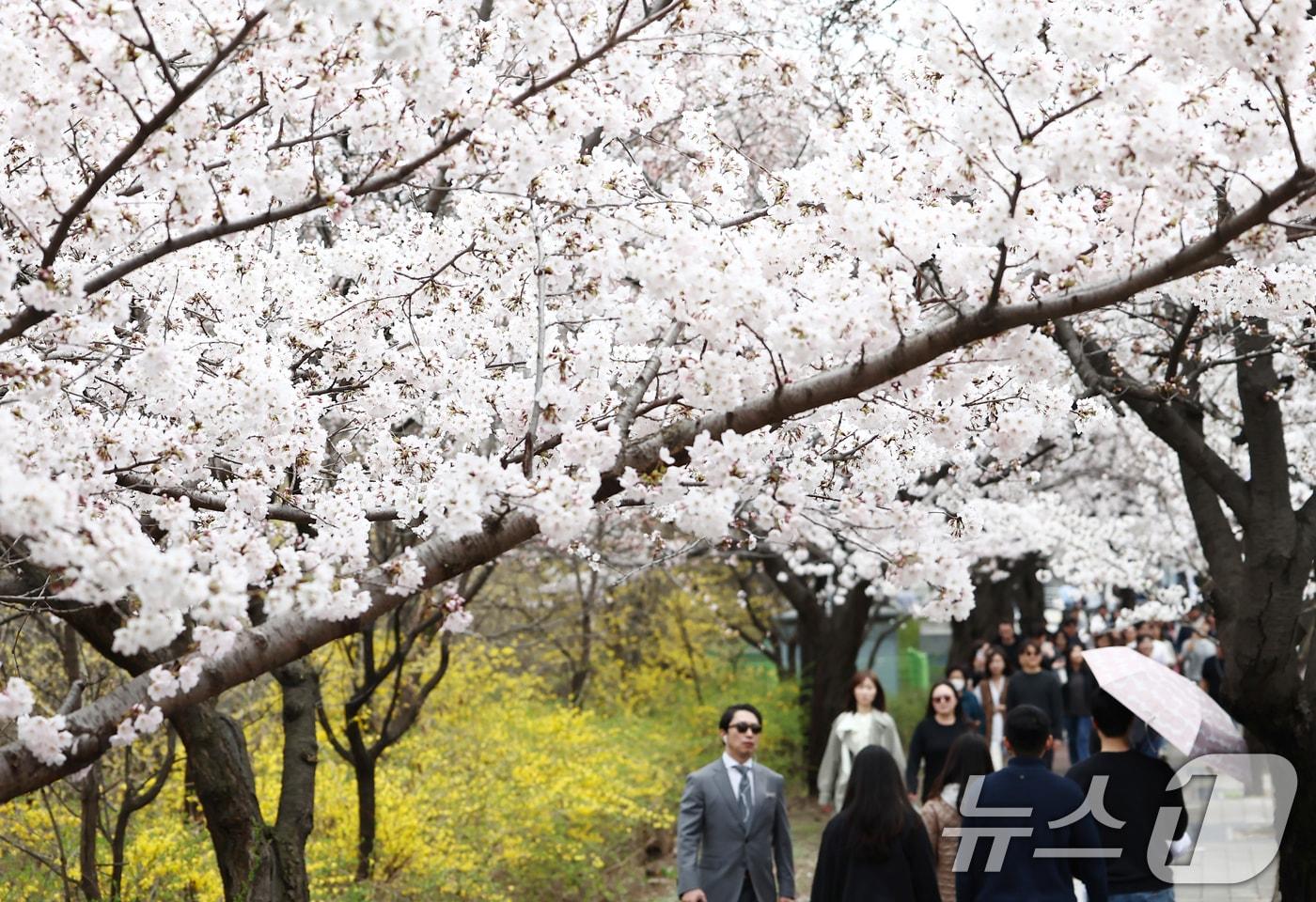 본문 이미지 - 서울 여의도 윤중로 벚꽃길에서 시민들이 활짝 핀 벚꽃을 즐기고 있다. 서울을 대표하는 '여의도 봄꽃축제'는 다음 달 3일부터 7일까지 열린다. 2026.3.31 ⓒ 뉴스1 김민지 기자