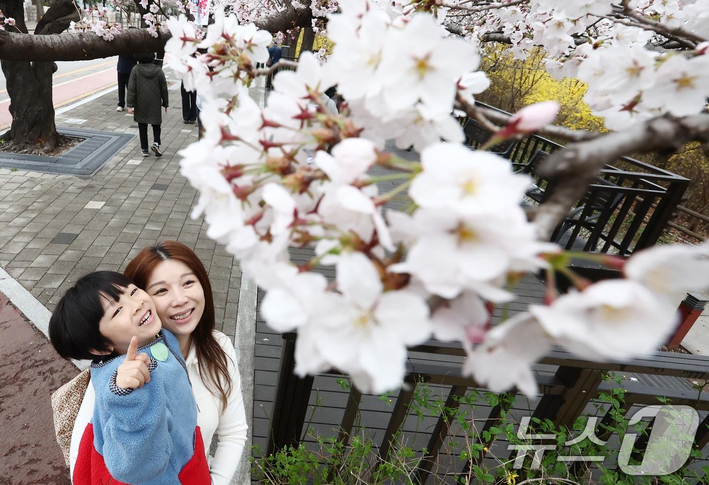 본문 이미지 - 따뜻한 봄 날씨를 보인 31일 오후 서울 여의도 윤중로 벚꽃길에서 시민들이 활짝 핀 벚꽃을 즐기고 있다. 서울을 대표하는 '여의도 봄꽃축제'는 다음 달 3일부터 7일까지 열린다. 2026.3.31 ⓒ 뉴스1 김민지 기자