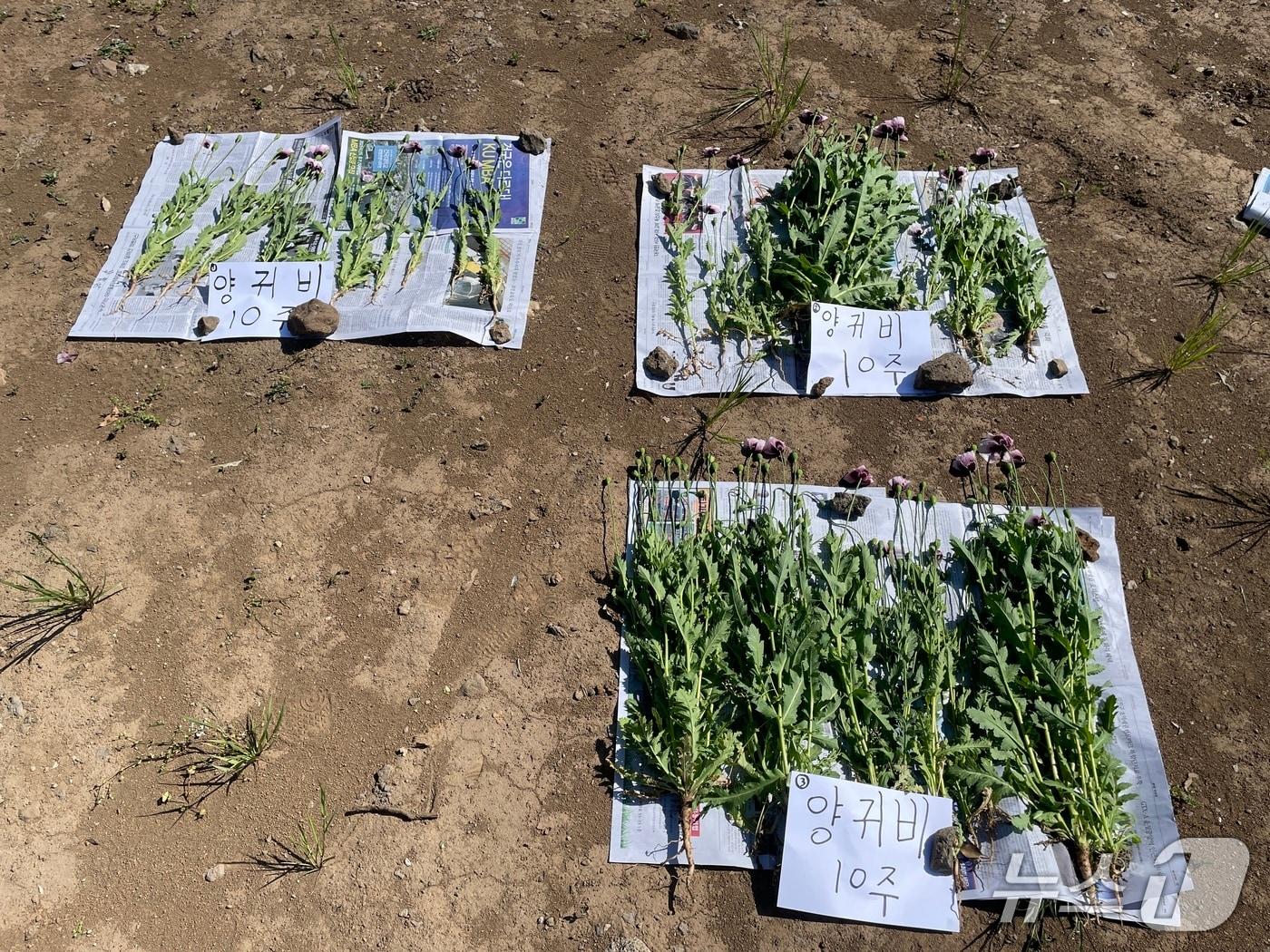 본문 이미지 - 압수된 양귀비(제주해경 제공. 재판매 및 DB금지)/뉴스1