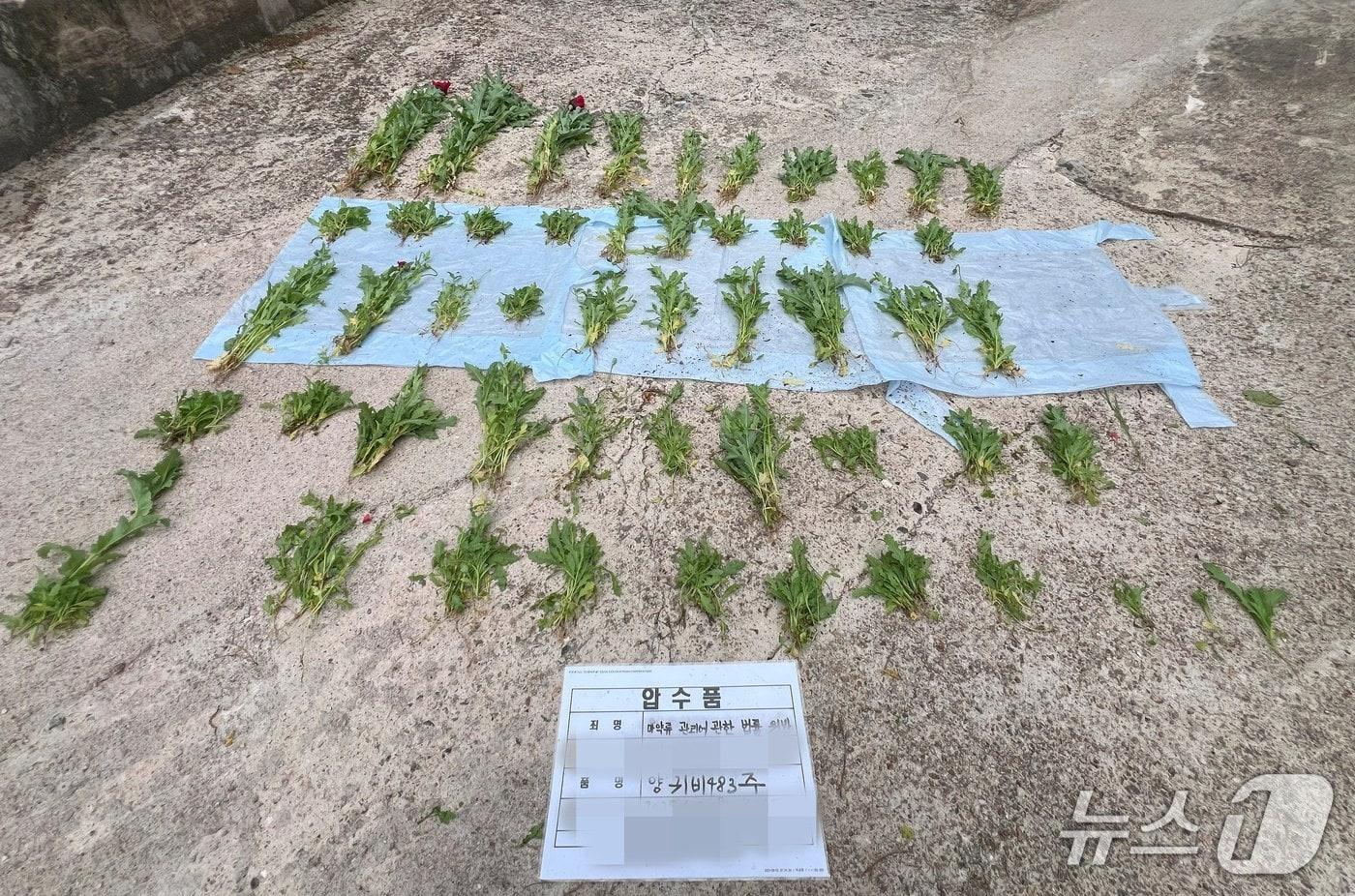 본문 이미지 - 단속된 양귀비.(동해해경청 제공, 재판매 및 DB 금지) 2026.3.31/뉴스1