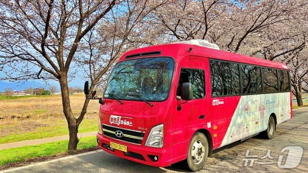 본문 이미지 - 전주시설공단이 4월 3일부터 5일까지 3일간 '만경강변 벚꽃길 맞춤형 특별노선'을 운영한다.(전주시설공단 제공, 재판매 및 DB 금지)/뉴스1