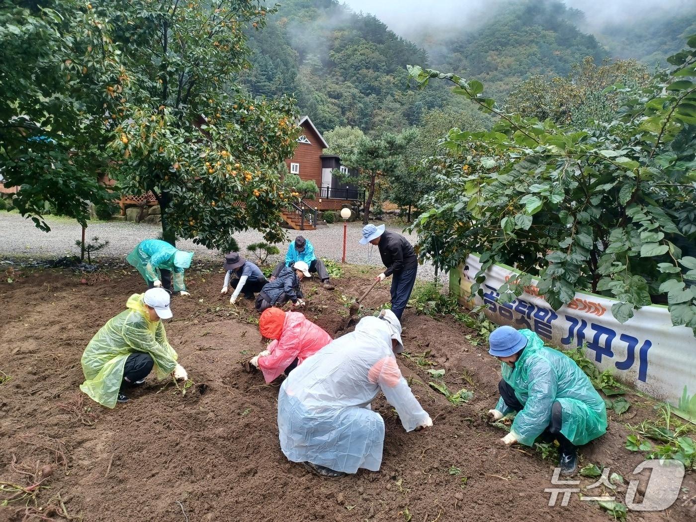본문 이미지 - 텃밭 가꾸는 귀촌 체험객.(양양군 제공, 재판매 및 DB 금지) 2026.3.31/뉴스1