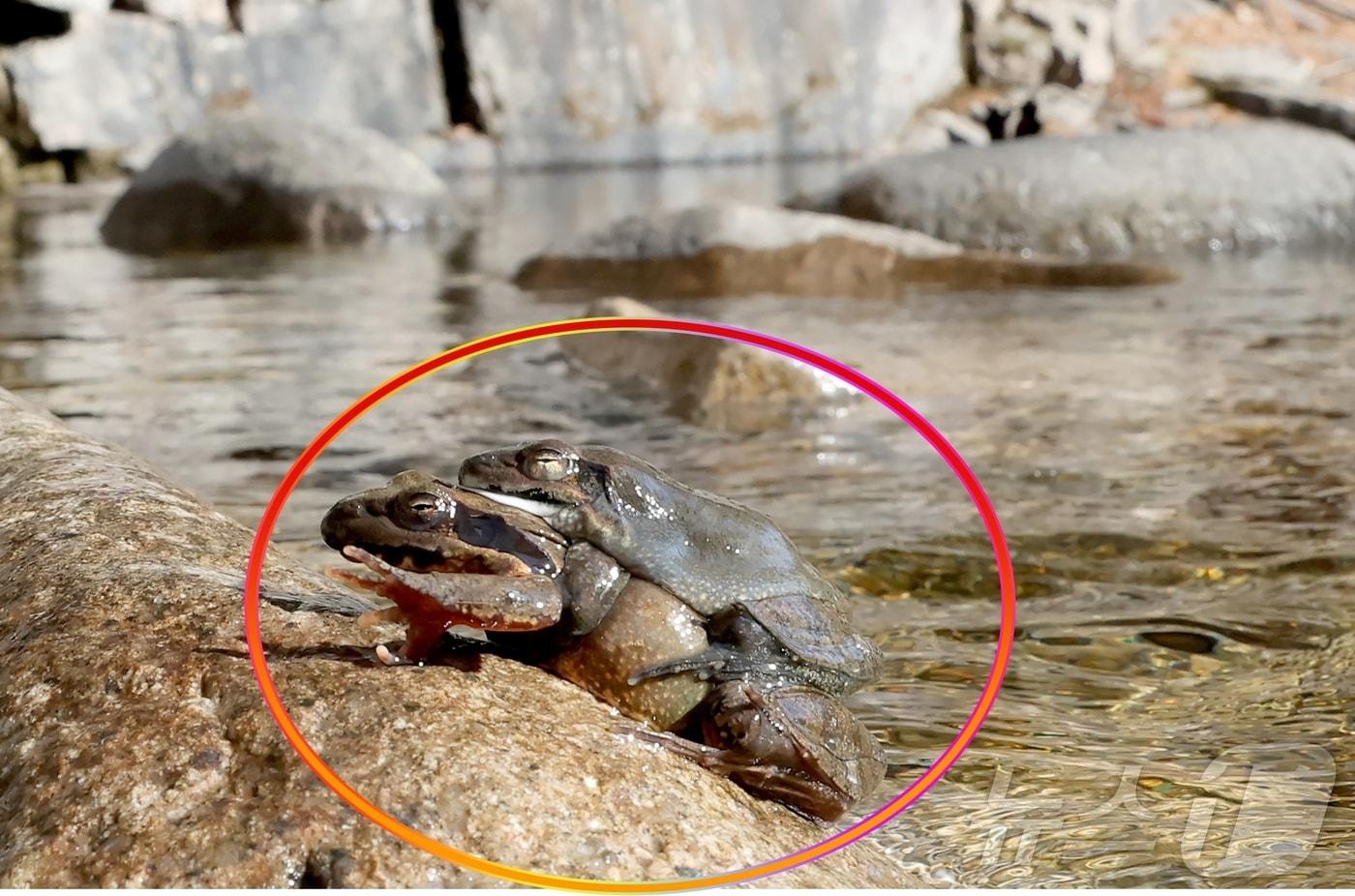 본문 이미지 - 절기상 경칩(驚蟄)을 이틀 앞둔 지난 3일 충북 괴산군 쌍곡구곡에서 겨울잠을 깬 개구리 한 쌍이 포착됐다.(괴산군 제공).2026.03.04. ⓒ 뉴스1 이성기 기자