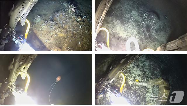 본문 이미지 - 아리아리호 심해 포착 장면 및 채집 생물들(극지연구소 제공)