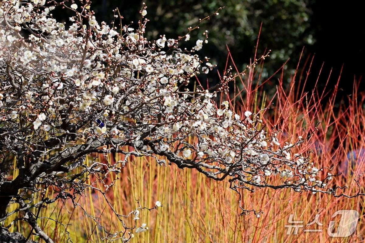 본문 이미지 - 매화가 만개한 매실나무 토르토우스 드래곤의 모습(수목원 제공. 재판매 및 DB금지)2026.3.4/뉴스1