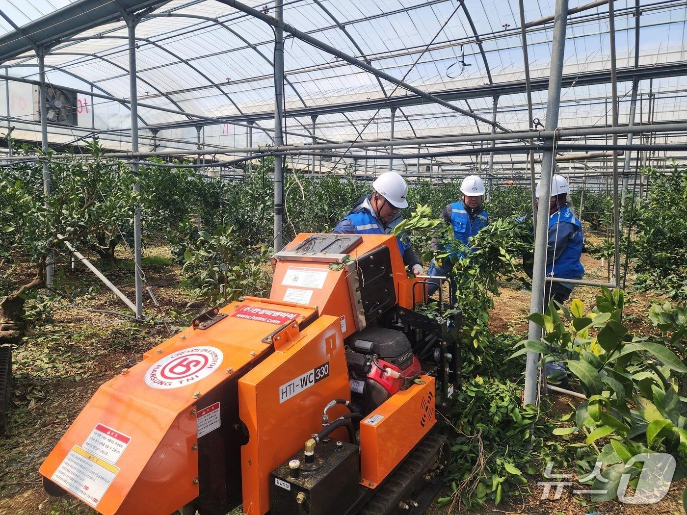 본문 이미지 - 파쇄기 사용하는 농가(제주도 제공. 재판매 및 DB금지)/뉴스1