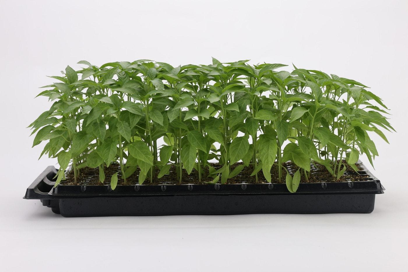 본문 이미지 - 잎 전용 고추 '원기2호' (농촌진흥청 제공. 재판매 및 DB금지) 2026.3.4 /뉴스1