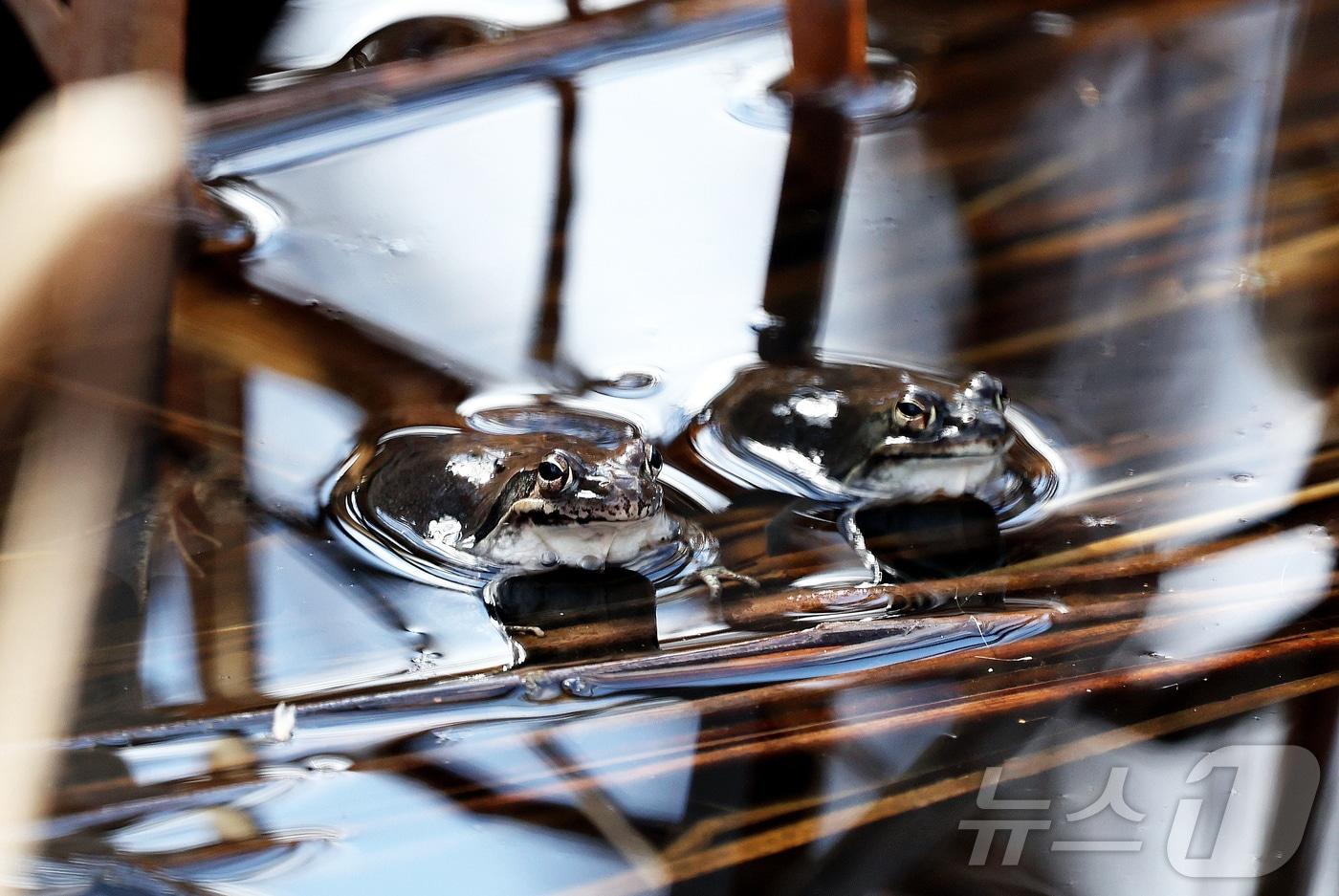 본문 이미지 - 개구리가 잠에서 깬다는 경칩을 하루 앞둔 4일 광주 북구 화암동 평두메습지에서 개구리가 쉬어가고 있다.(광주 북구 제공. 재판매 및 DB 금지) 2026.3.4 ⓒ