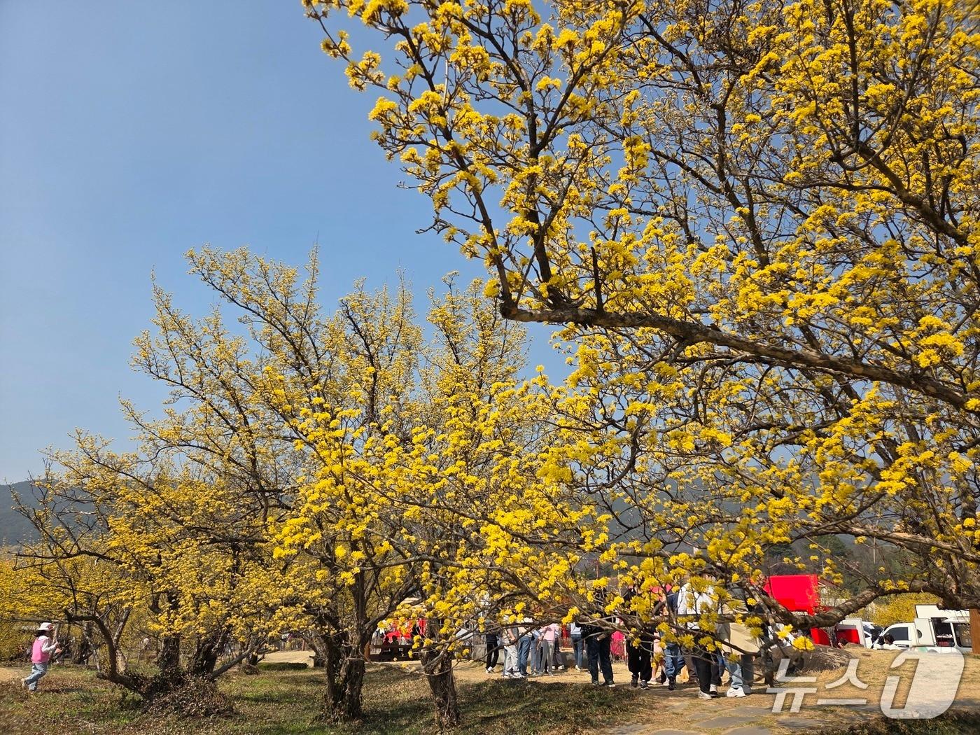 본문 이미지 - 오는 14일부터 22일까지 지리산온천관광지 일원에서 제27회 구례산수유꽃축제가 열린다(구례군 제공) 
