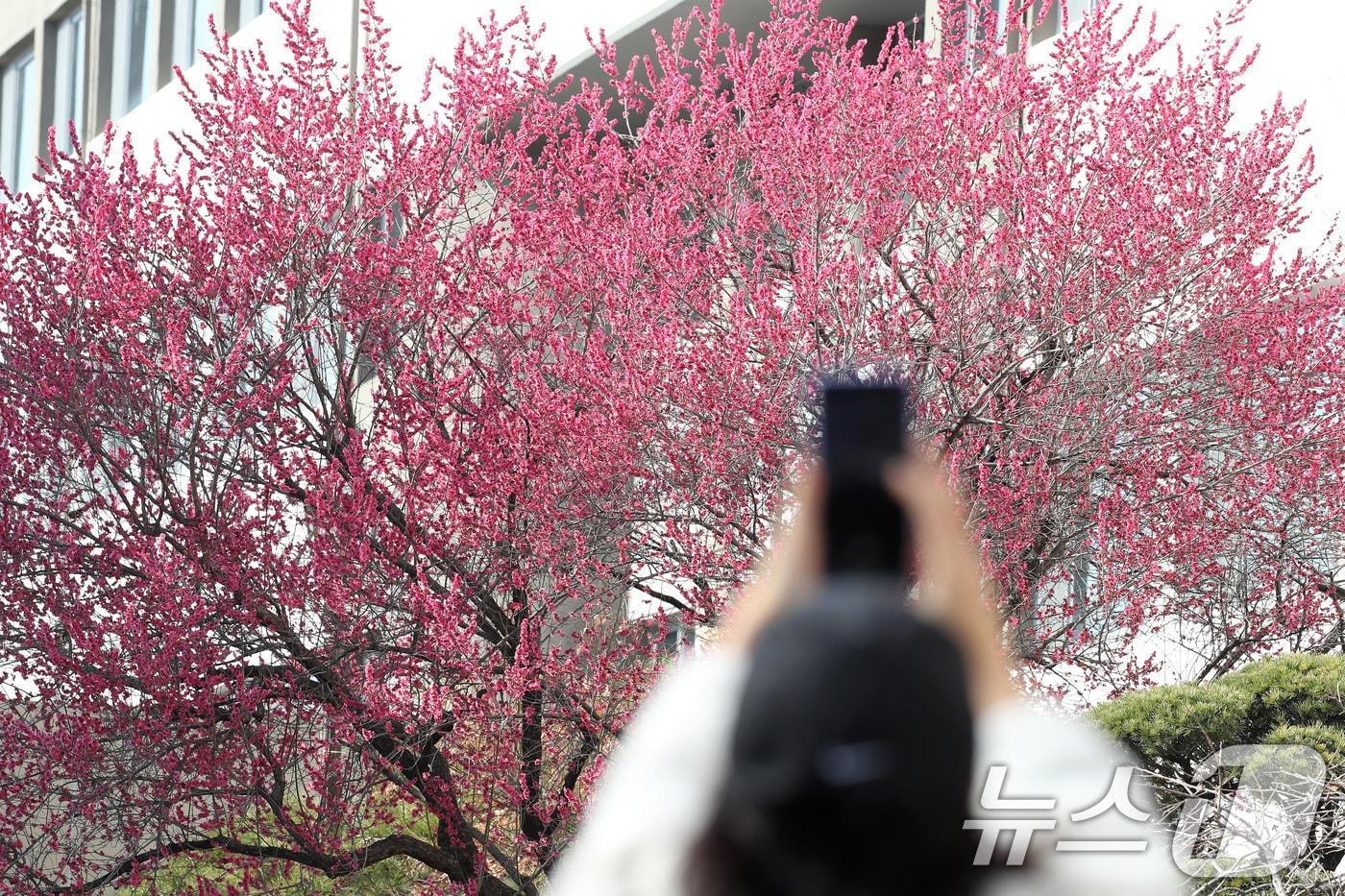 본문 이미지 - 봄기운이 완연한 4일 오후 대구 북구 경북대에 만개한 홍매화가 봄소식을 전하고 있다. 2026.3.4 ⓒ 뉴스1 공정식 기자