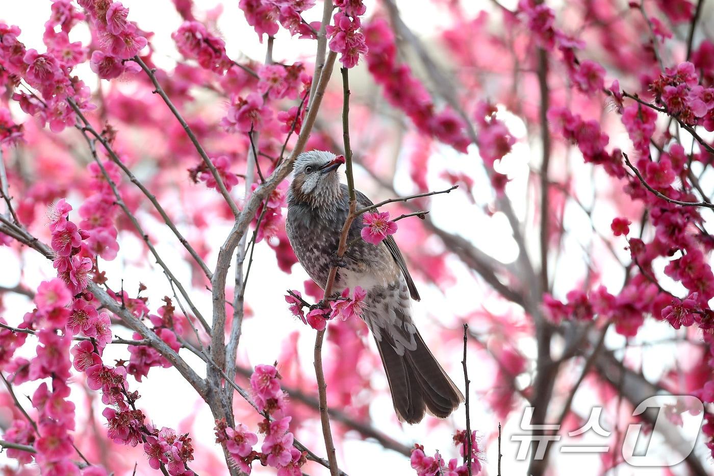 본문 이미지 - 봄기운이 완연한 4일 오후 대구 북구 산격동 경북대에서 직박구리가 만개한 홍매화 가지에 앉아 봄을 만끽하고 있다. 2026.3.4 ⓒ 뉴스1 공정식 기자