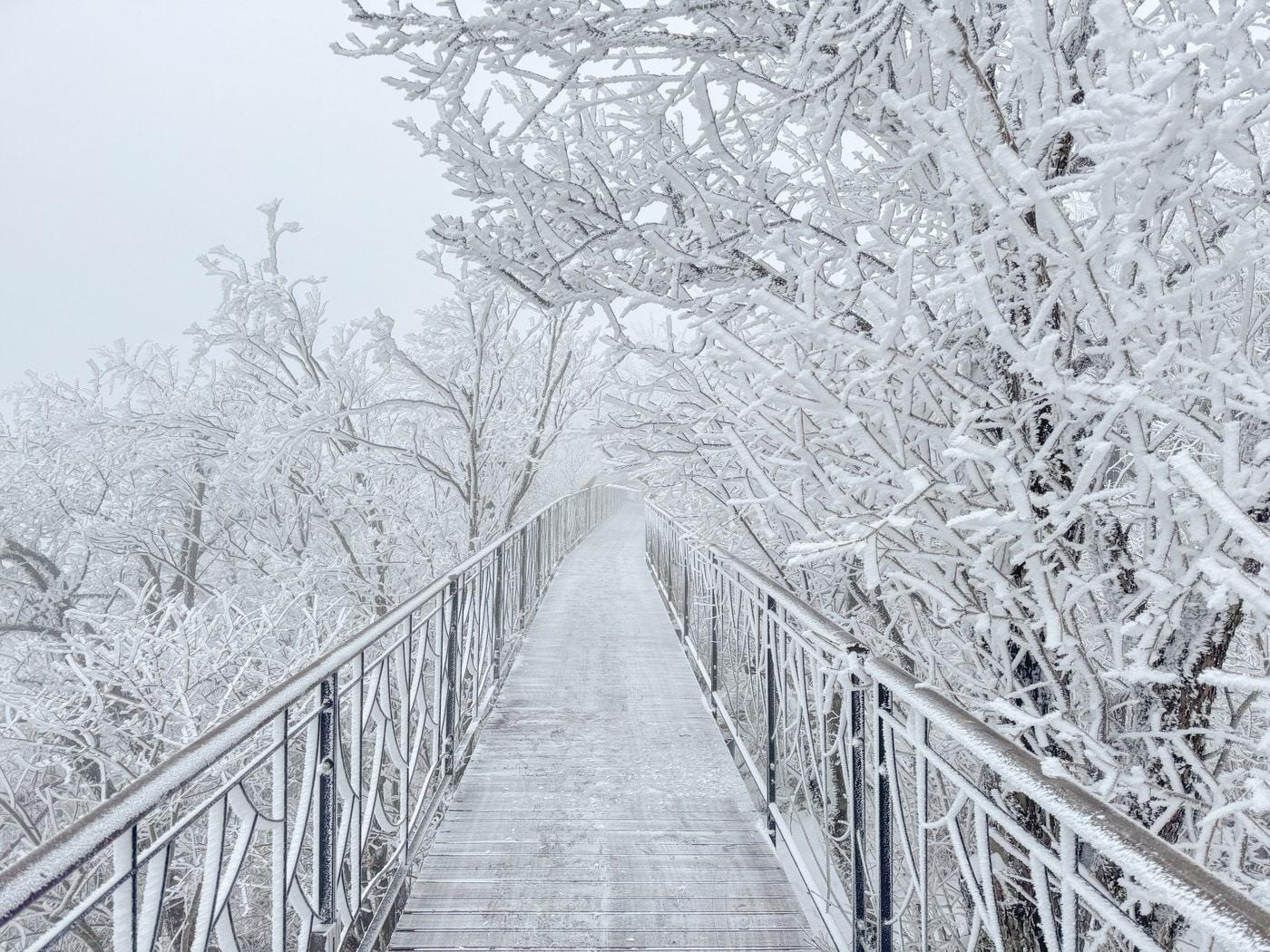 본문 이미지 - 발왕산 상고대(모나용평 제공)