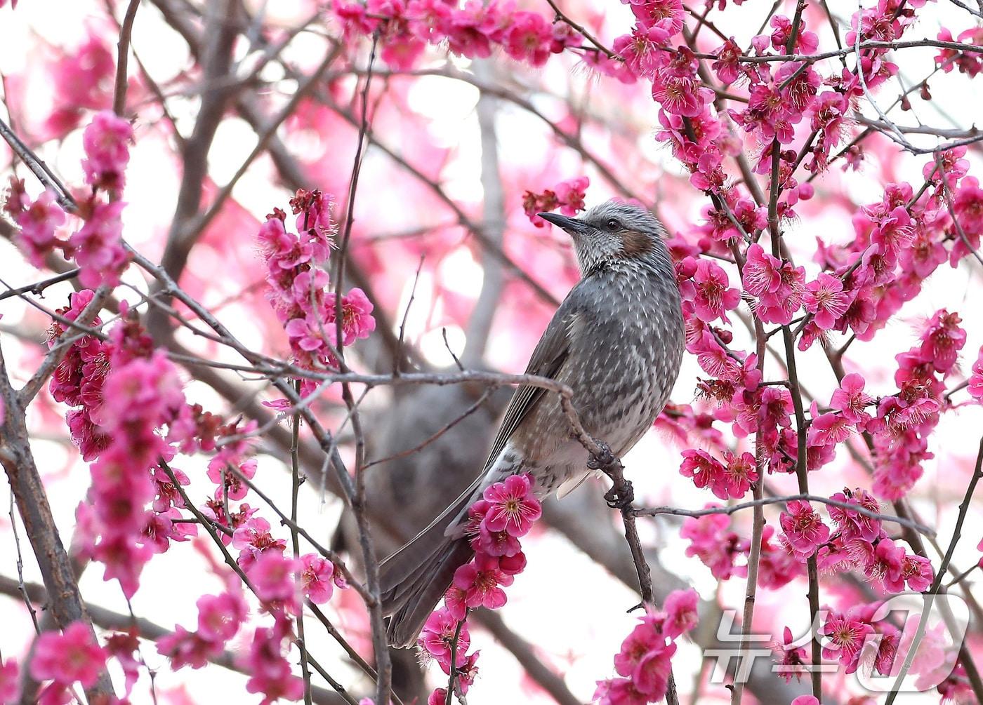 본문 이미지 - 경칩을 하루 앞둔 4일 오후 만개한 홍매화를 찾아 날아든 직박구리가 완연한 봄을 만끽하고 있다. 2026.3.4 ⓒ 뉴스1 공정식 기자