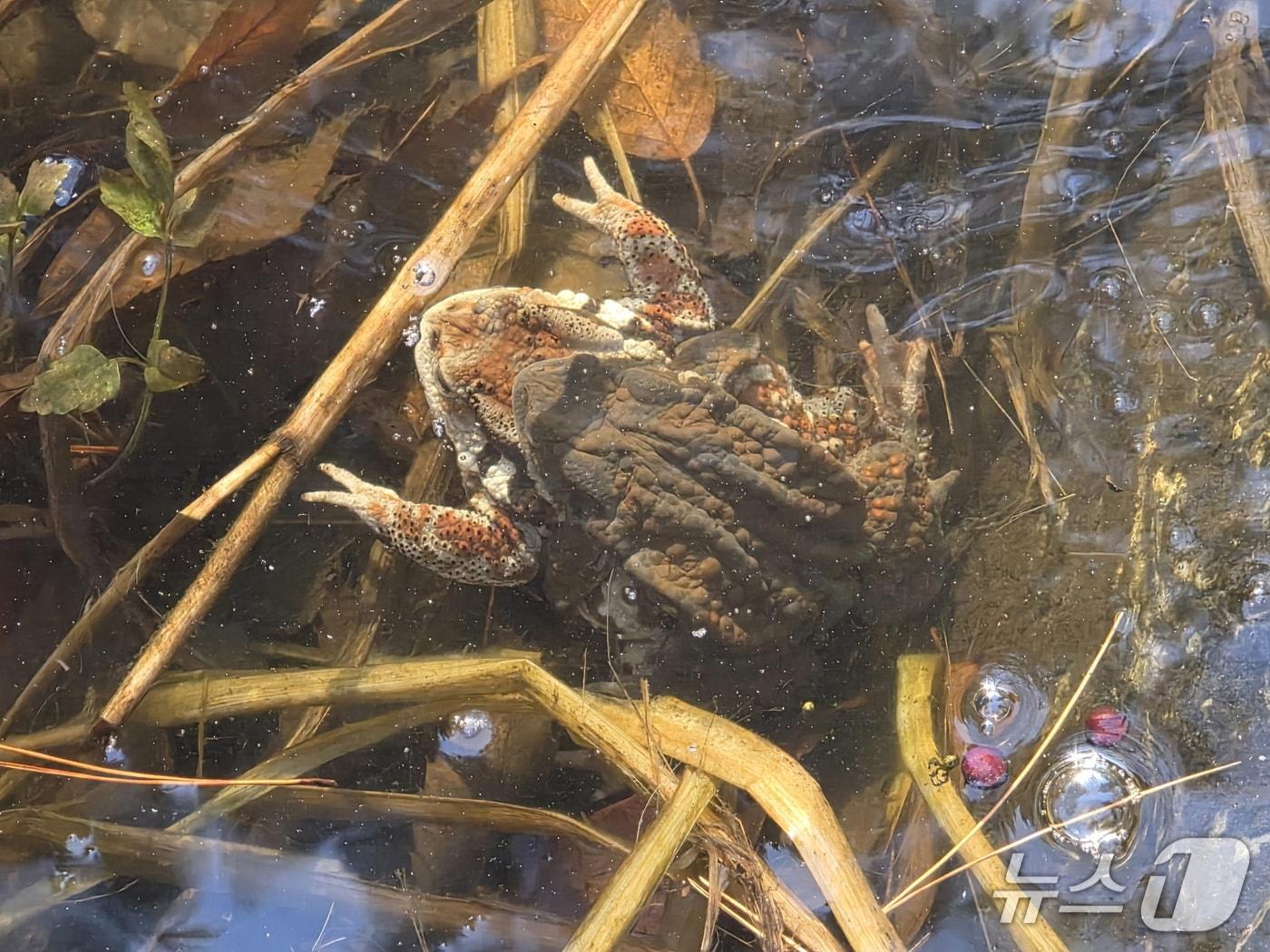 본문 이미지 - 청주 산남생태공원 두꺼비.(청주시청 제공. 재판매 및 DB금지)