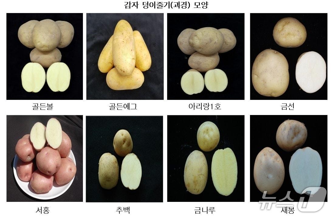 본문 이미지 - 광주시가 시험 재배하기로 한 국산 감자 8개 품종.(광주시 제공)