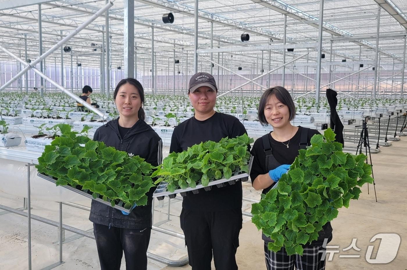 본문 이미지 - 충북 괴산 청년 농업인 임대형 스마트팜에 입주한 여성 농업인들이 오이 정식 준비를 하고 있다.(괴산군 제공. 재판매 및 DB금지)