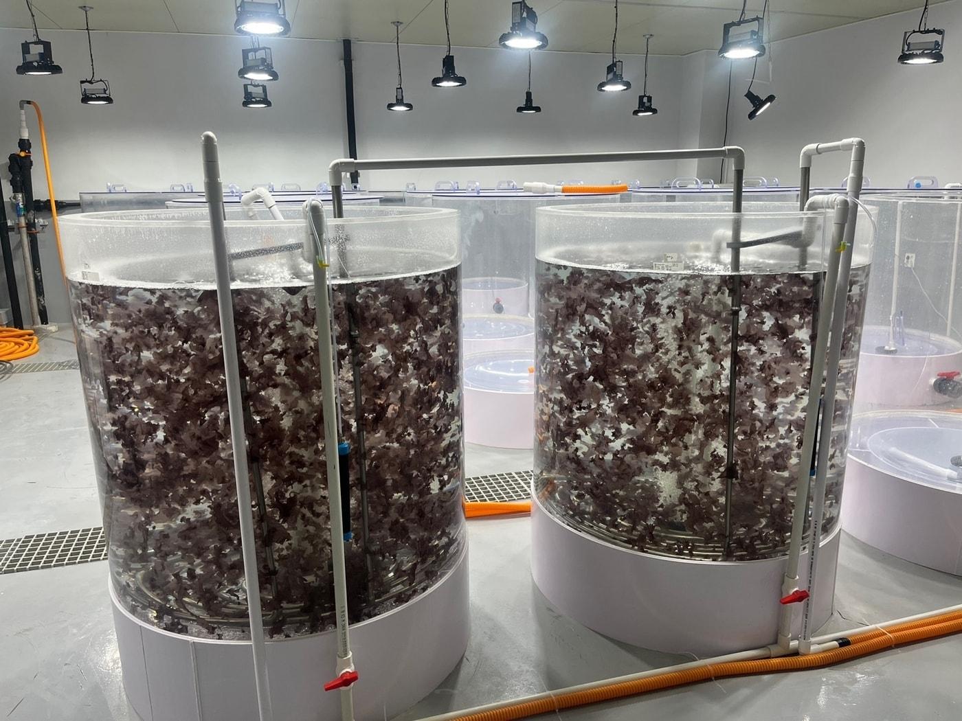 본문 이미지 - 김발 없이 배양 장치에서 양식 중인 김.(충남도 제공. 재판매 및 DB금지)/뉴스1