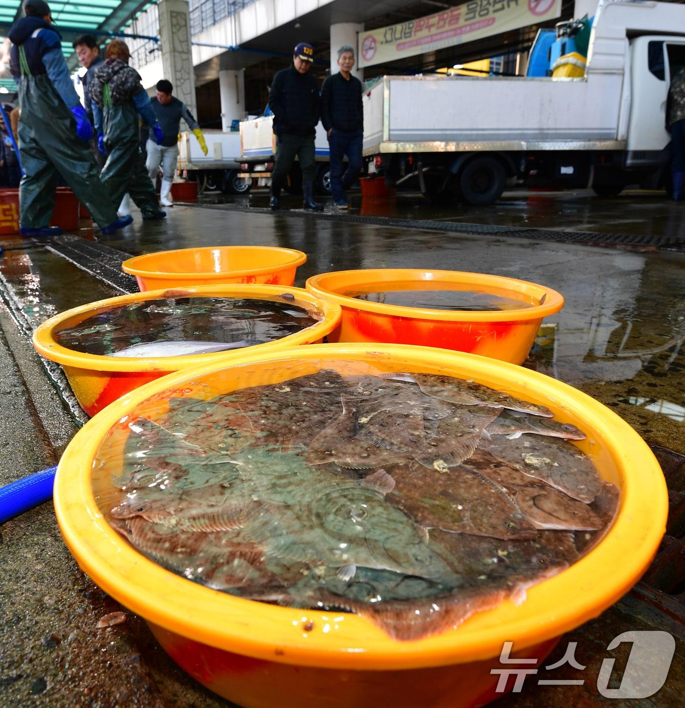 본문 이미지 - 절기상 경칩인 5일 경북 포항시 북구 포항수협활어위판장에서 경매를 앞둔 도다리와 가자미가 바구니에 가득 담겨있다. 2026.3.5 ⓒ 뉴스1 최창호 기자