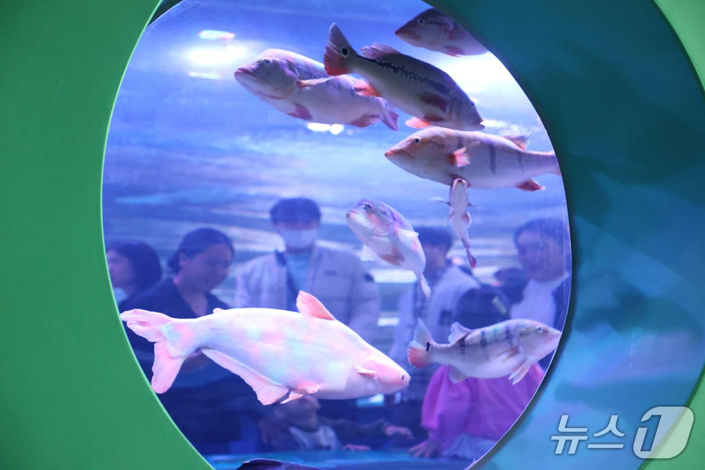 본문 이미지 - 충주아쿠아리움을 찾은 관람객들.(충주시 제공. 재판매 및 DB금지) 