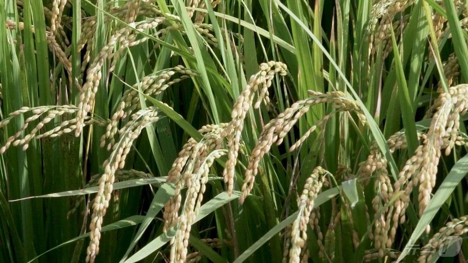 본문 이미지 - 가루쌀.(전남도 제공. 재배포 및 DB 금지)