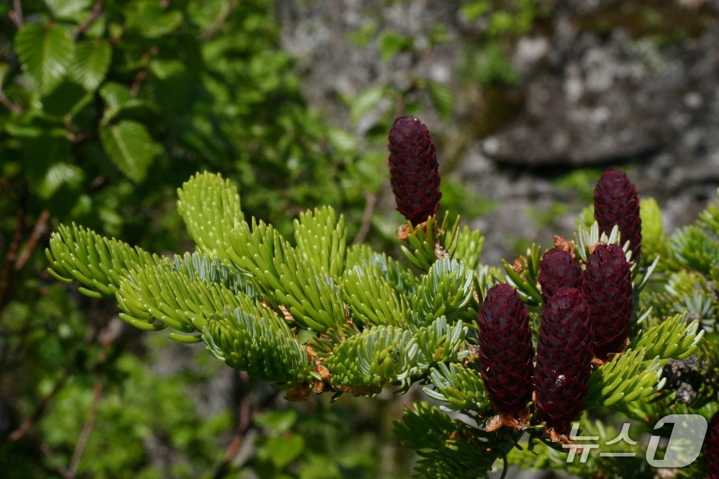본문 이미지 - 가문비나무(한국수목원정원관리원 제공.재판매 및 DB금지) /뉴스1